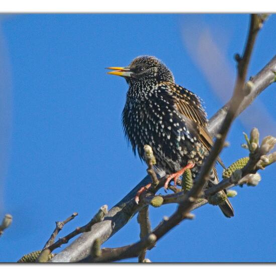 Common Starling: Animal in habitat Garden in the NatureSpots App