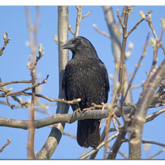 Carrion Crow: Animal in habitat Garden in the NatureSpots App