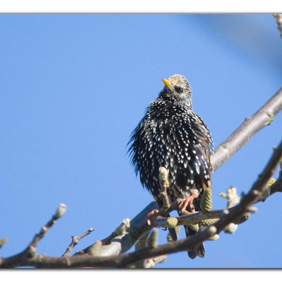 Common Starling: Animal in habitat Garden in the NatureSpots App