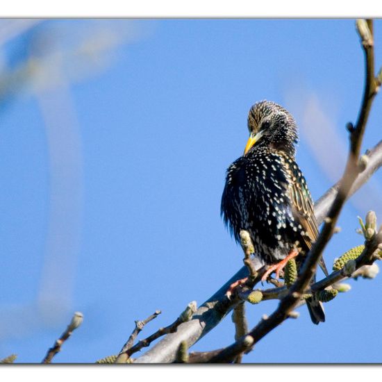 Common Starling: Animal in habitat Garden in the NatureSpots App