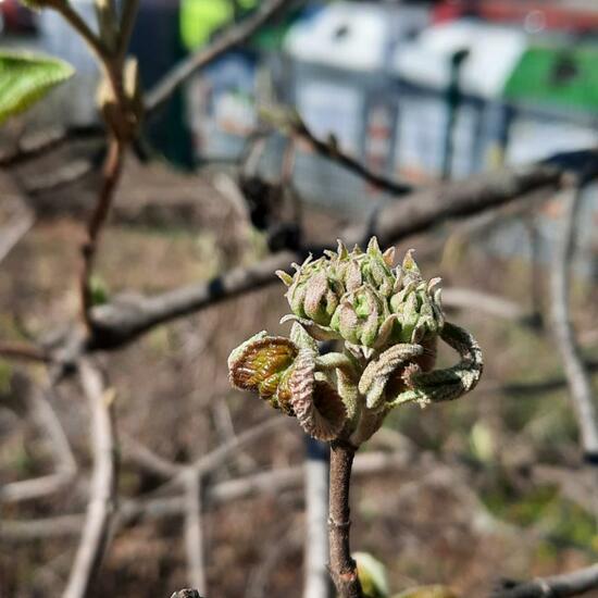 Viburnum lantana: Plant in habitat Park in the NatureSpots App