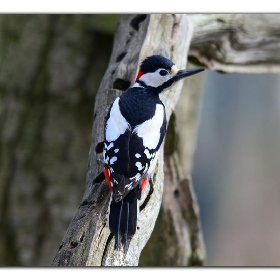 Great Spotted Woodpecker: Animal in habitat Backyard in the NatureSpots App