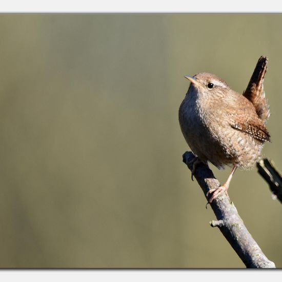 Eurasian Wren: Animal in habitat Backyard in the NatureSpots App