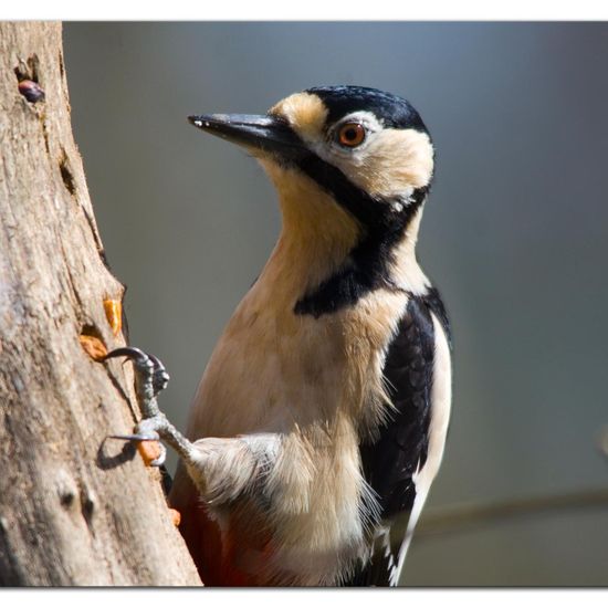 Great Spotted Woodpecker: Animal in habitat Backyard in the NatureSpots App