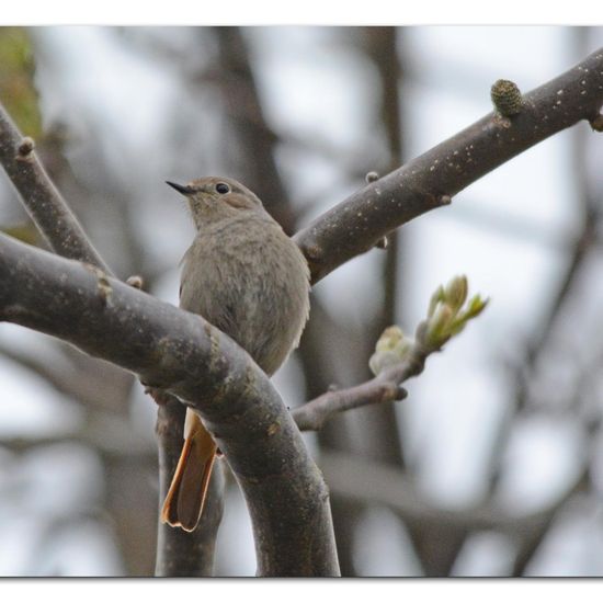 Black Redstart: Animal in habitat Garden in the NatureSpots App