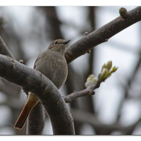 Black Redstart: Animal in habitat Garden in the NatureSpots App