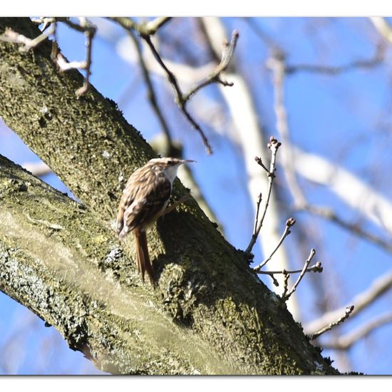 Short-toed Treecreeper: Animal in habitat Backyard in the NatureSpots App