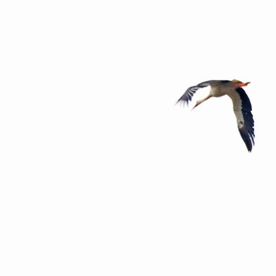 White stork: Animal in habitat Garden in the NatureSpots App