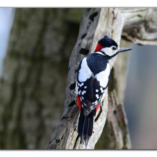 Great Spotted Woodpecker: Animal in habitat Backyard in the NatureSpots App