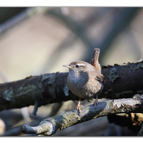 Eurasian Wren: Animal in habitat Backyard in the NatureSpots App