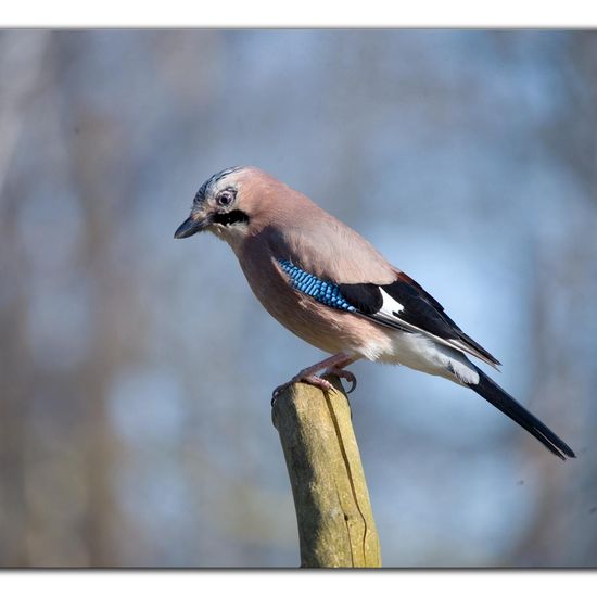 Eurasian Jay: Animal in habitat Backyard in the NatureSpots App