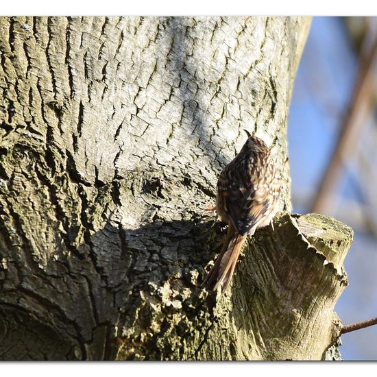 Short-toed Treecreeper: Animal in habitat Backyard in the NatureSpots App