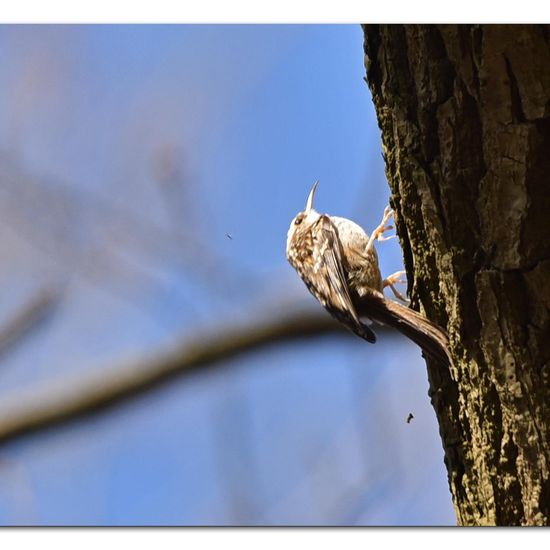 Short-toed Treecreeper: Animal in habitat Backyard in the NatureSpots App