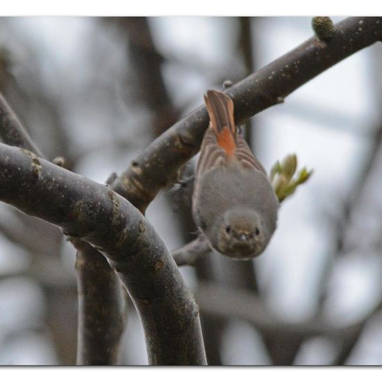 Black Redstart: Animal in habitat Garden in the NatureSpots App