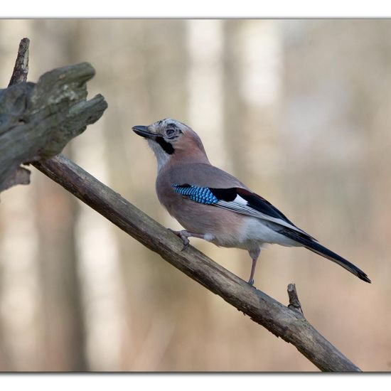 Eurasian Jay: Animal in habitat Backyard in the NatureSpots App