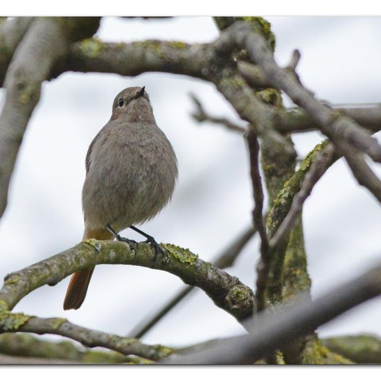 Black Redstart: Animal in habitat Garden in the NatureSpots App