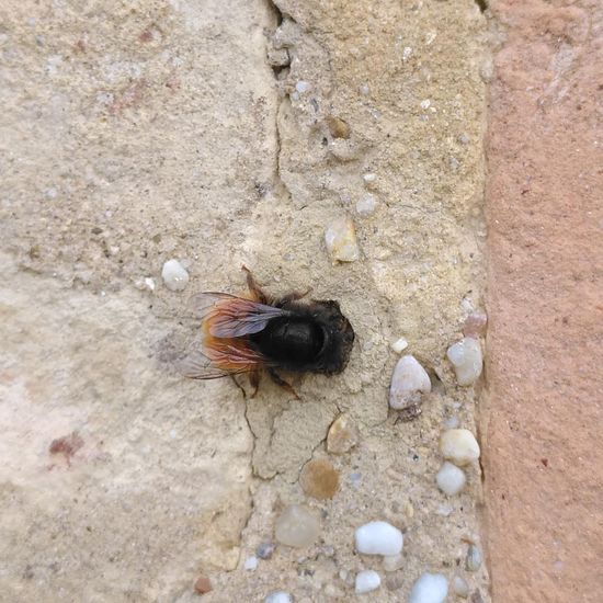 Osmia cornuta: Animal in habitat Backyard in the NatureSpots App