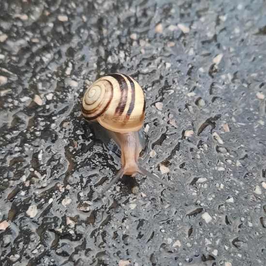 White-lipped snail: Animal in habitat City and Urban in the NatureSpots App