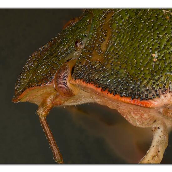 Green shield bug: Animal in nature in the NatureSpots App