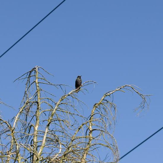 Common Starling: Animal in habitat Garden agriculture in the NatureSpots App