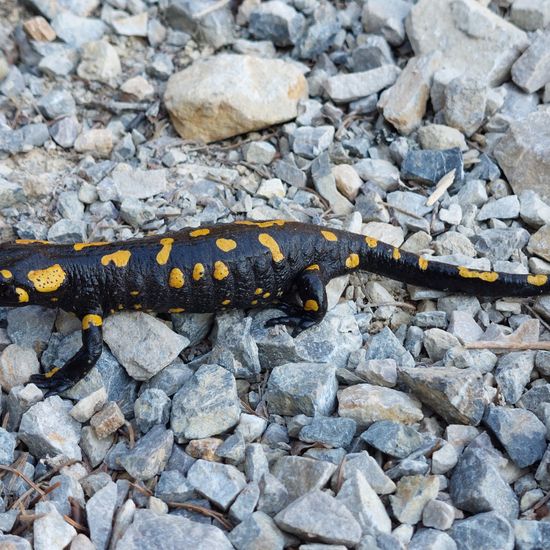 Fire salamander: Animal in nature in the NatureSpots App