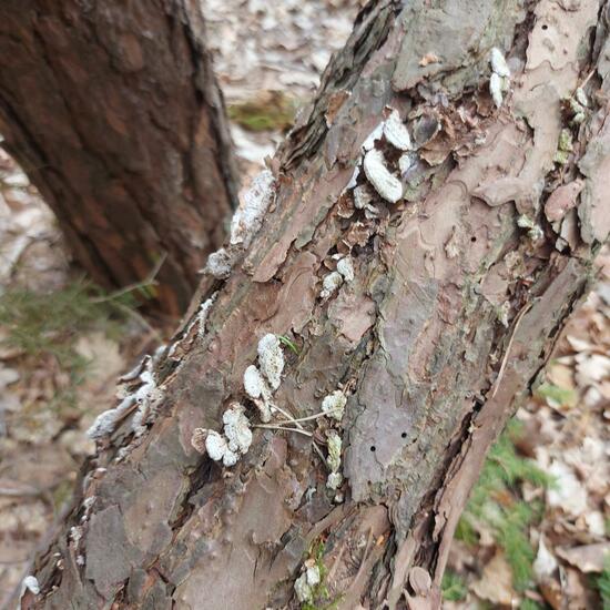 Unknown species: Mushroom in habitat Temperate forest in the NatureSpots App