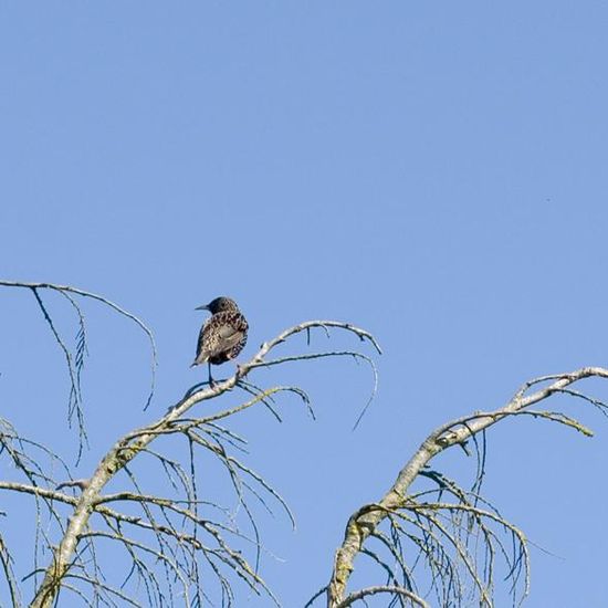 Common Starling: Animal in habitat Garden agriculture in the NatureSpots App