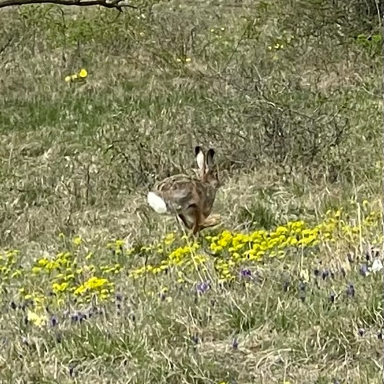 Brown Hare: Animal in habitat Shrubland in the NatureSpots App