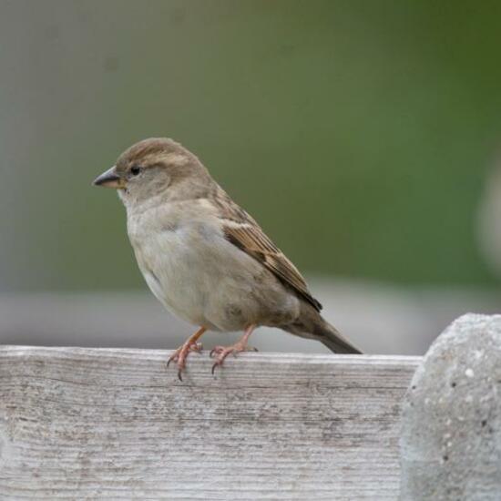 House Sparrow: Animal in habitat Garden in the NatureSpots App