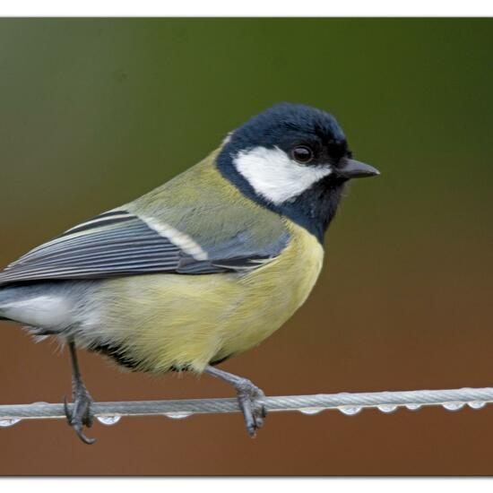 Great Tit: Animal in habitat Garden in the NatureSpots App