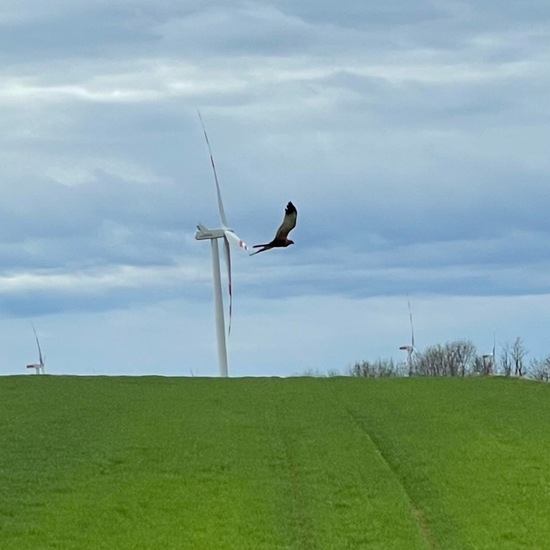 Western Marsh Harrier: Animal in habitat Agriculture in the NatureSpots App