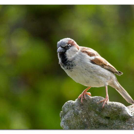 House Sparrow: Animal in habitat Garden in the NatureSpots App