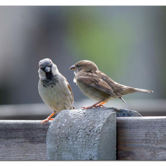 House Sparrow: Animal in habitat Garden in the NatureSpots App