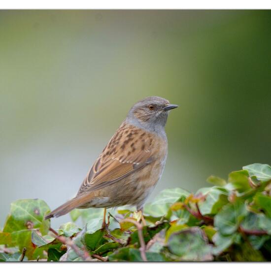 Dunnock: Animal in habitat Garden in the NatureSpots App