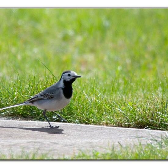 White Wagtail: Animal in habitat Commerce or Industrial in the NatureSpots App