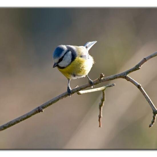 Cyanistes caeruleus: Animal in habitat Garden in the NatureSpots App