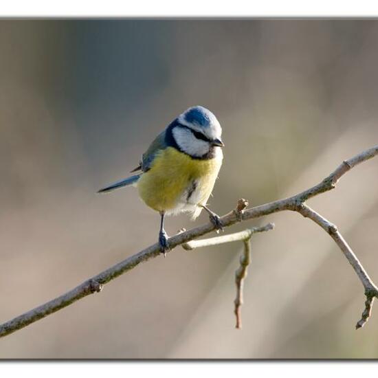 Cyanistes caeruleus: Animal in habitat Garden in the NatureSpots App