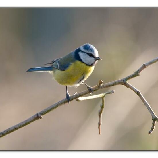 Cyanistes caeruleus: Animal in habitat Garden in the NatureSpots App