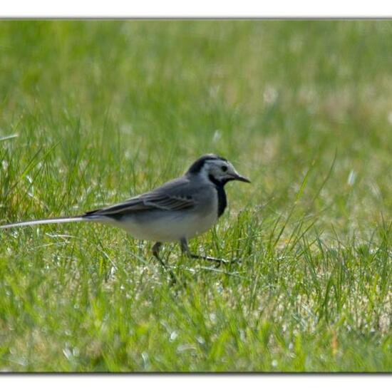 White Wagtail: Animal in habitat Commerce or Industrial in the NatureSpots App