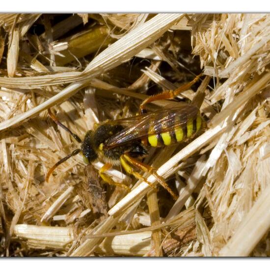 Nomada lathburiana: Animal in habitat Agricultural meadow in the NatureSpots App