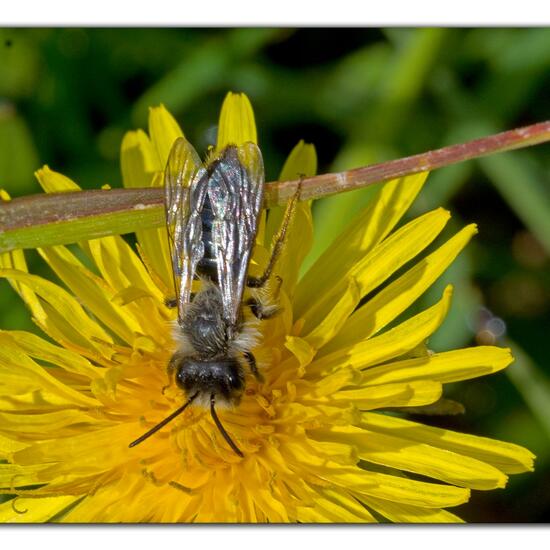 Andrena vaga: Animal in habitat Agricultural meadow in the NatureSpots App