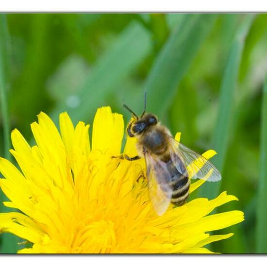 Apis mellifera: Animal in habitat Agricultural meadow in the NatureSpots App