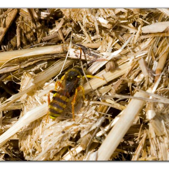 Nomada lathburiana: Animal in habitat Agricultural meadow in the NatureSpots App