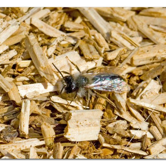 Andrena vaga: Animal in habitat Agricultural meadow in the NatureSpots App