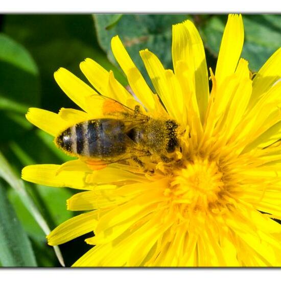 Apis mellifera: Animal in habitat Agricultural meadow in the NatureSpots App