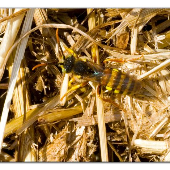 Nomada lathburiana: Animal in habitat Agricultural meadow in the NatureSpots App