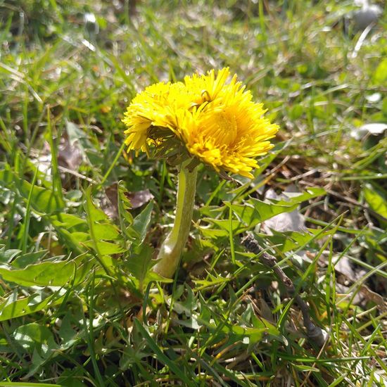 Taraxacum officinale: Plant in habitat Semi-natural grassland in the NatureSpots App