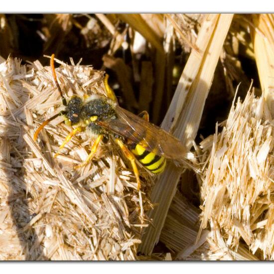 Nomada lathburiana: Animal in habitat Agricultural meadow in the NatureSpots App