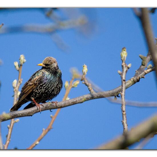 Common Starling: Animal in nature in the NatureSpots App