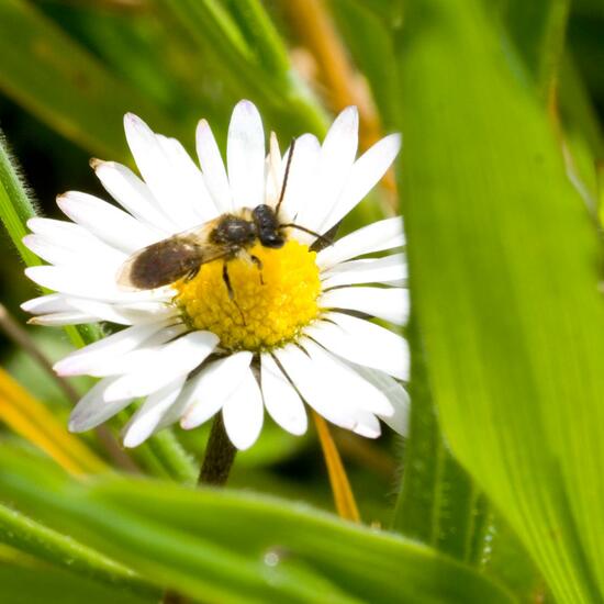 Andrena minutula: Animal in habitat Agricultural meadow in the NatureSpots App
